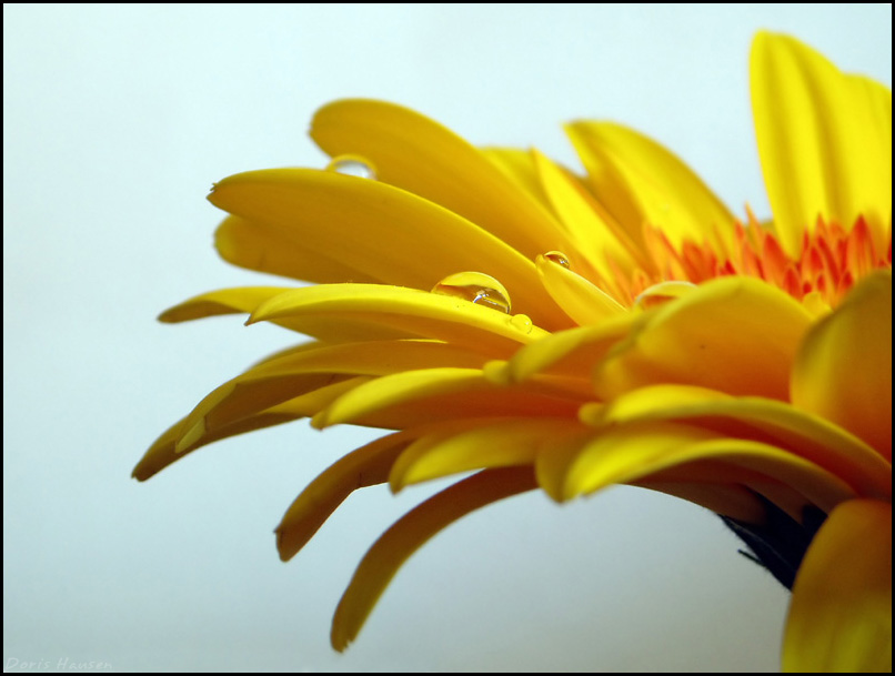 gerbera