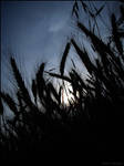 corn silhouettes by herbstkind