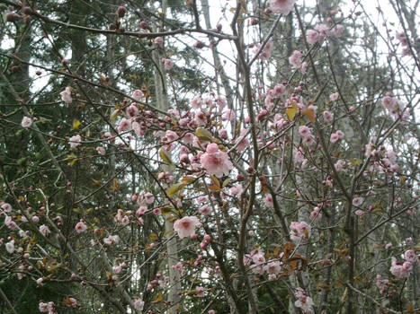 Cherry Blossoms