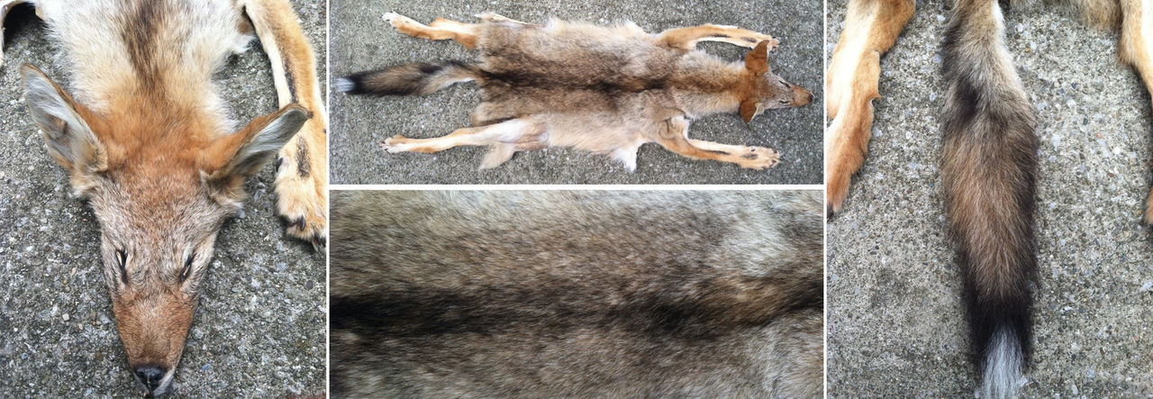 Tedison by MaliceCedrus on DeviantArt