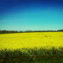 Fields of Gold