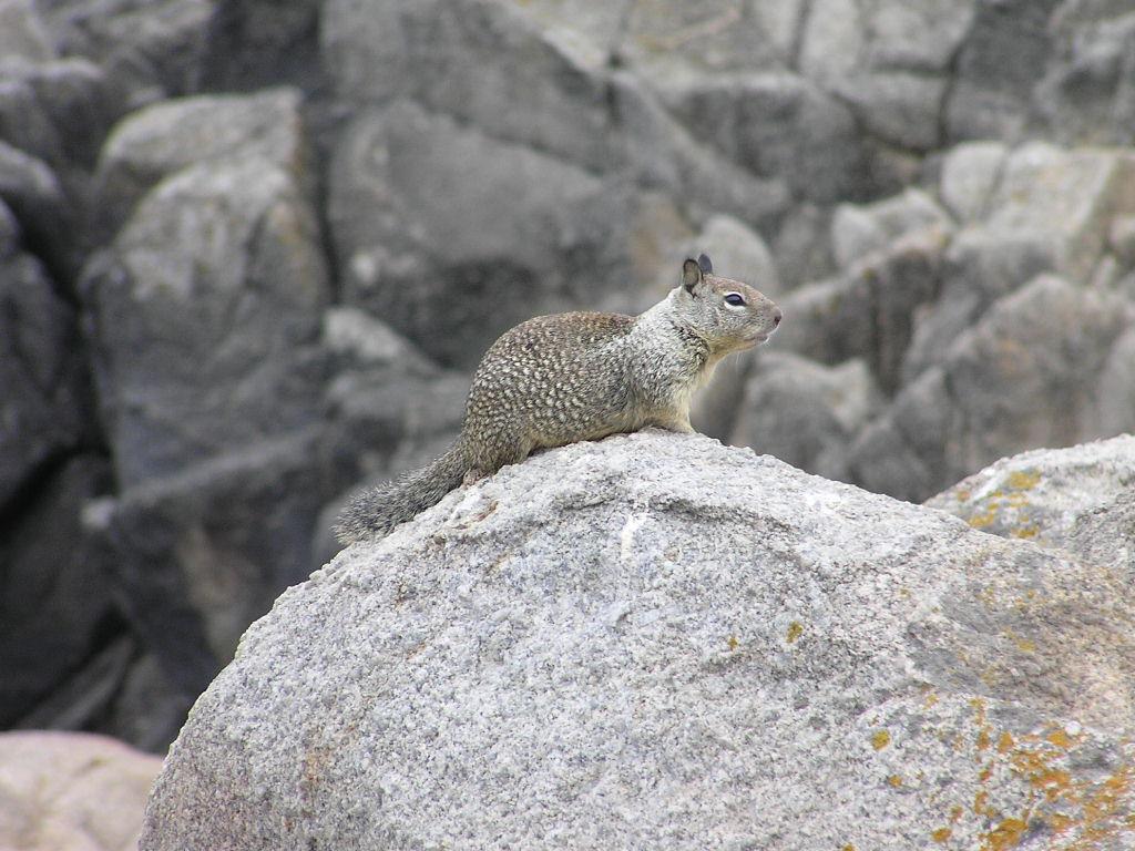 On The Lookout