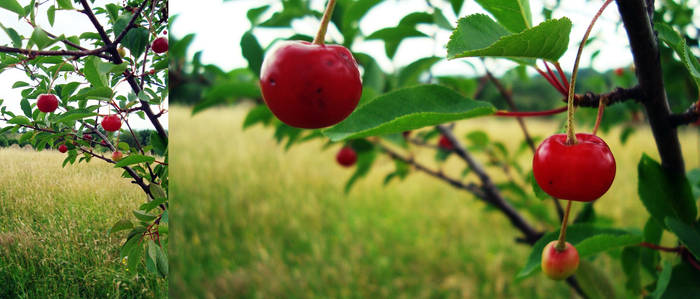 cherry