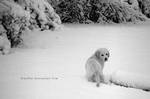 Polar Bear by CatherineHH
