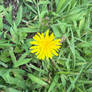 Single in the field