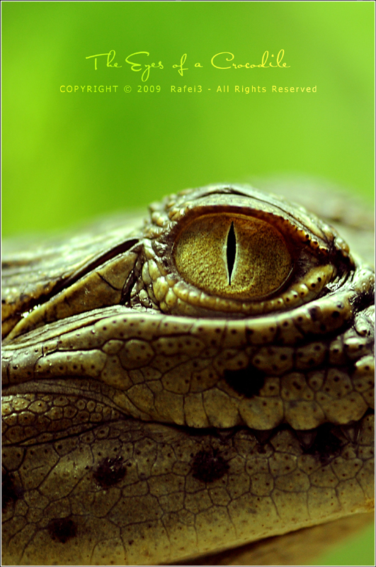 The Eyes of a Crocodile