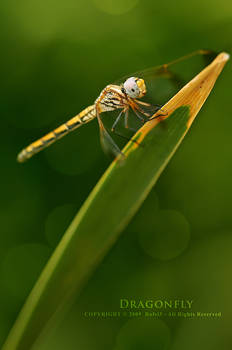 Dragonfly Green