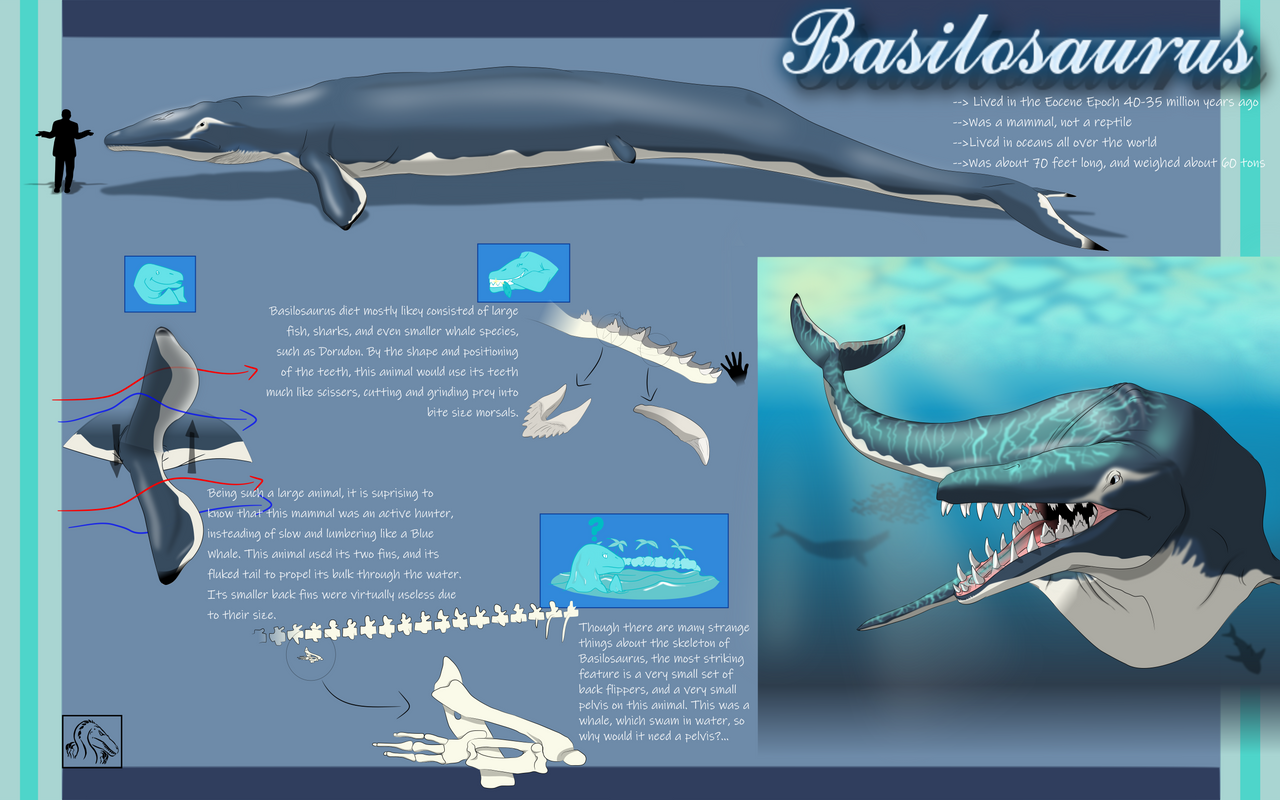 Basilasaruous Basilosaurus Structure at Shirley Bock blog