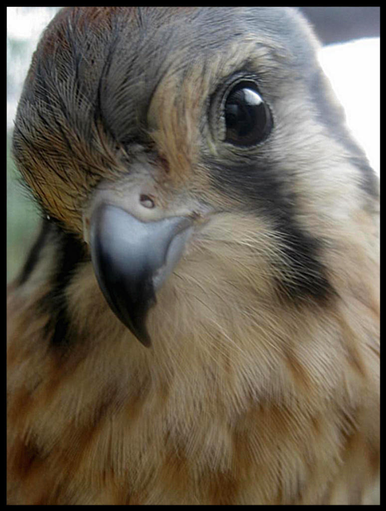 Kiki II by skydragondancer on DeviantArt