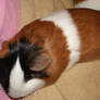 It's Tough Being a Guinea Pig