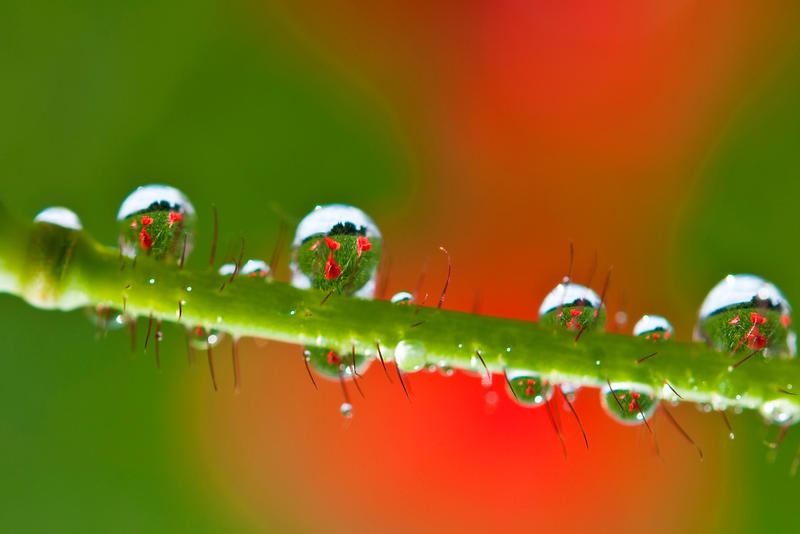 Poppy reflections