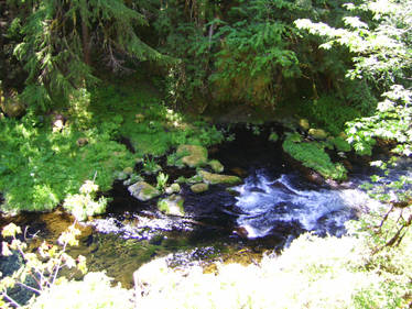 McKenzie River Continues