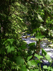 McKenzie River Shallows 2