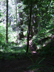 McKenzie River Trail