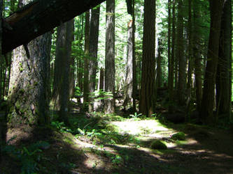 McKenzie River Trail 2