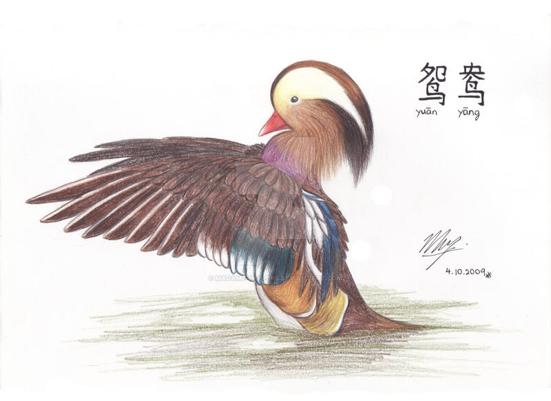 Mandarin Duck