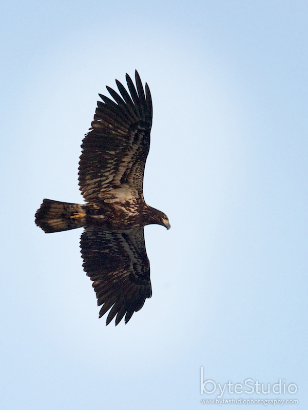 Eagles on South Beach I