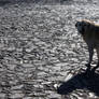 dog shadow