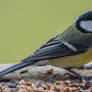 Parus major