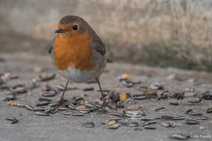 Erithacus rubecula