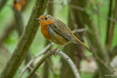 Erithacus rubecula