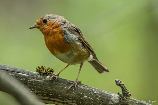 Erithacus rubecula