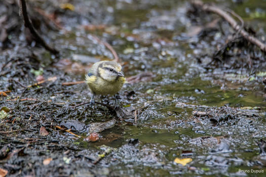 Cyanistes caeruleus