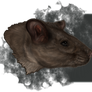 Sad Rat