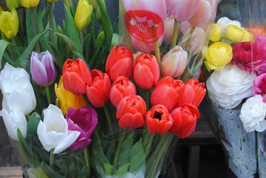 tulipanes