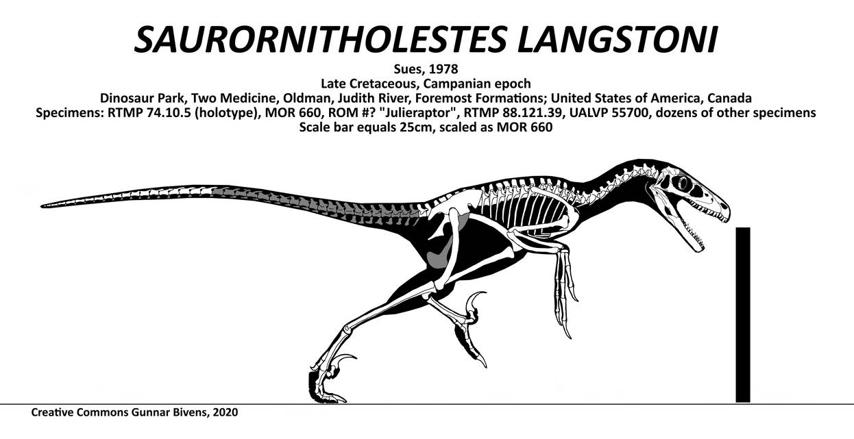 saurornitholestes_langstoni_skeletal_by_