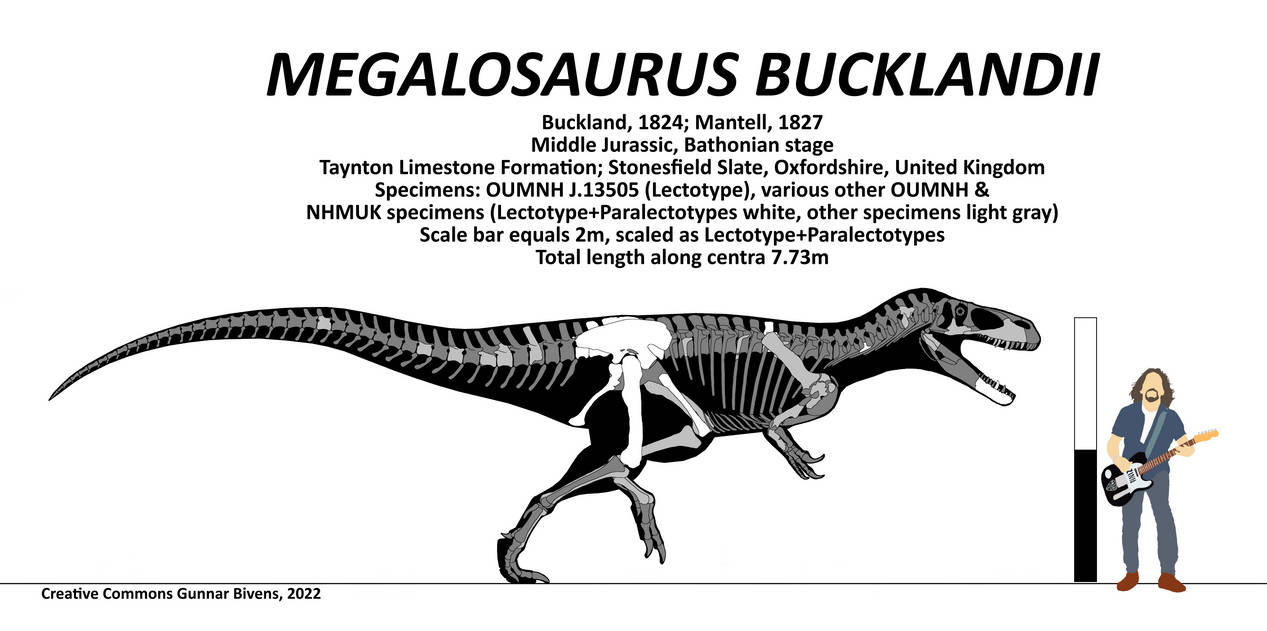 Buckland Body Part Megalosaurus bucklandii Skeletal by GunnarBivens on DeviantArt