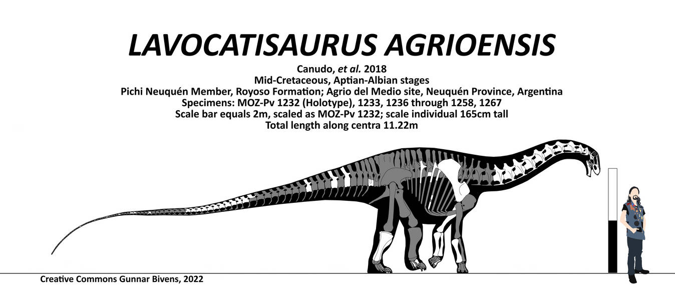 Lavocatisaurus Agrioensis Skeletal By GunnarBivens On DeviantArt lavocatisaurus-agrioensis-skeletal-by-gunnarbivens-on-deviantart