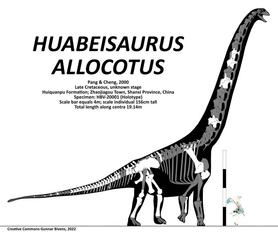 Huabeisaurus allocotus Skeletal by GunnarBivens on DeviantArt