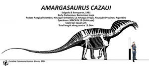 Amargasaurus cazaui Skeletal Mk II