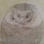A Hedgehog Curled