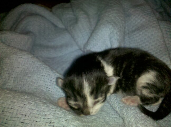 Newborn Kitten