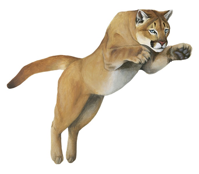 Cougar Jumping