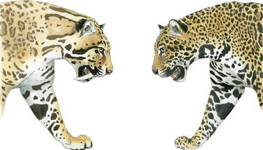 Sabre-toothed Cat and Jaguar