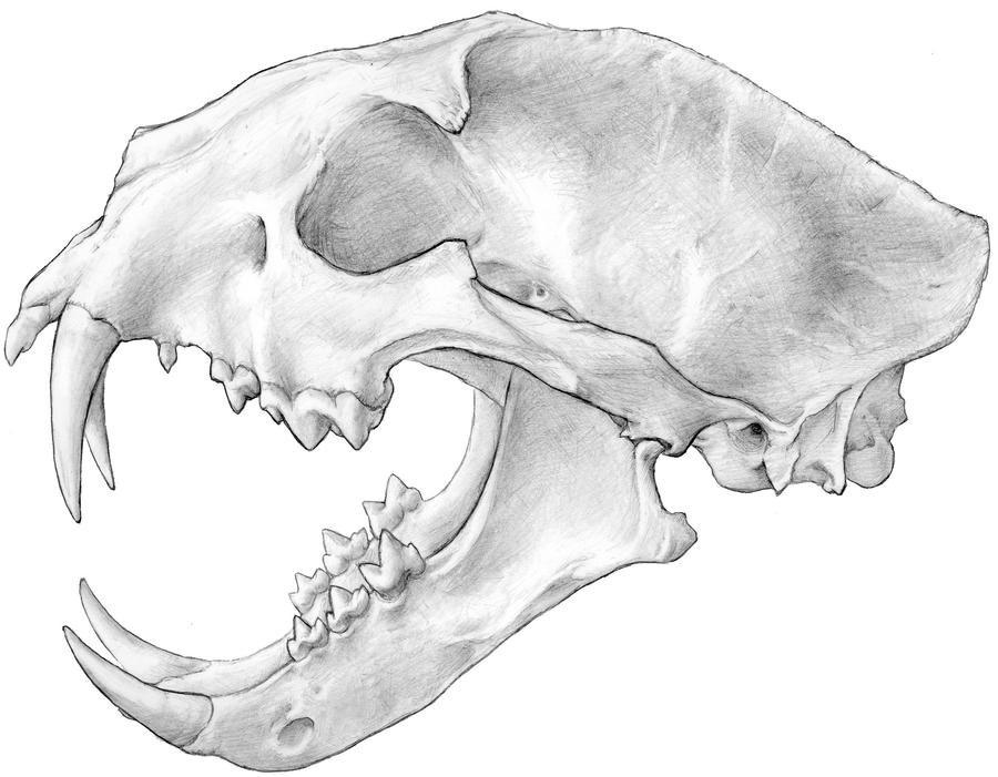 Clouded Leopard Skull