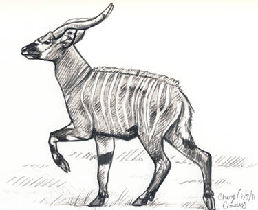 Bongo Antelope sketch