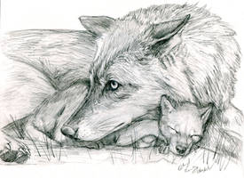 Wolf and Pup