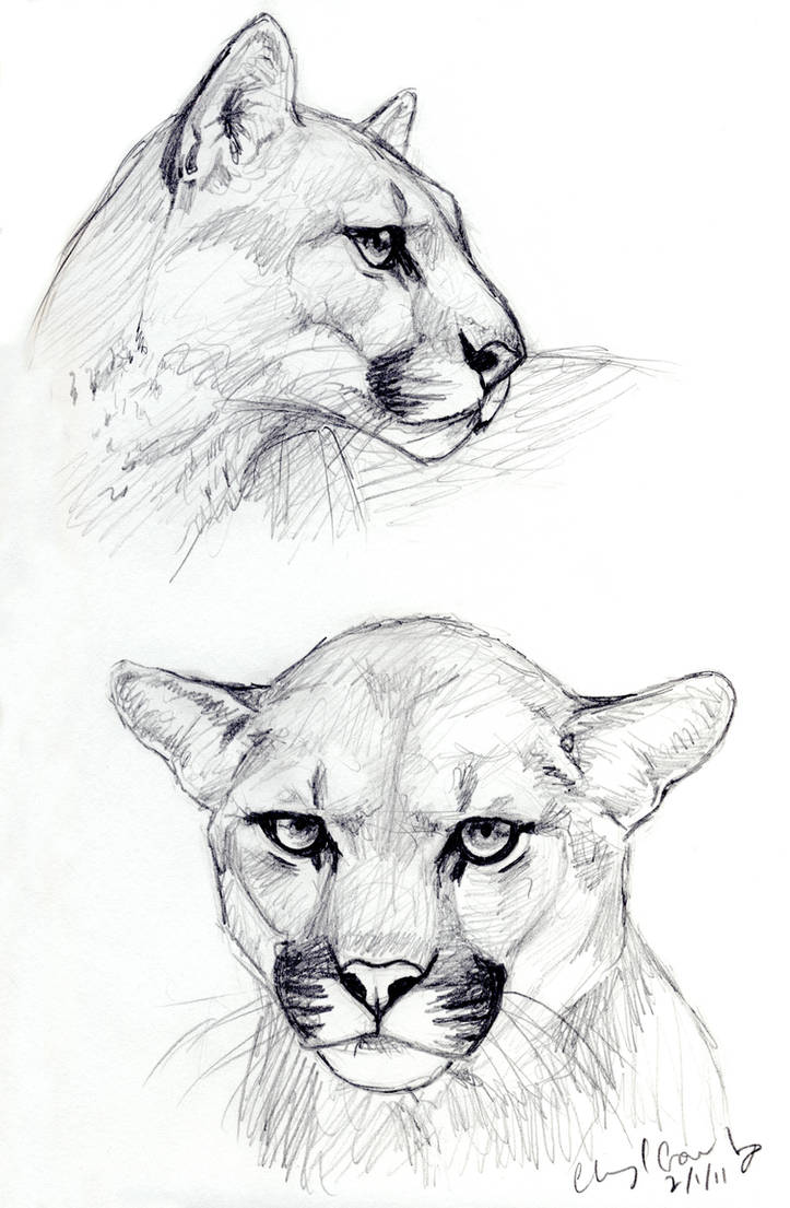 Рисунки животных простым карандашом. Рисунки животных. Рисунки карандашом животные. Рисунок карандашом животн. Рисунки животных карандашом для срисовки.