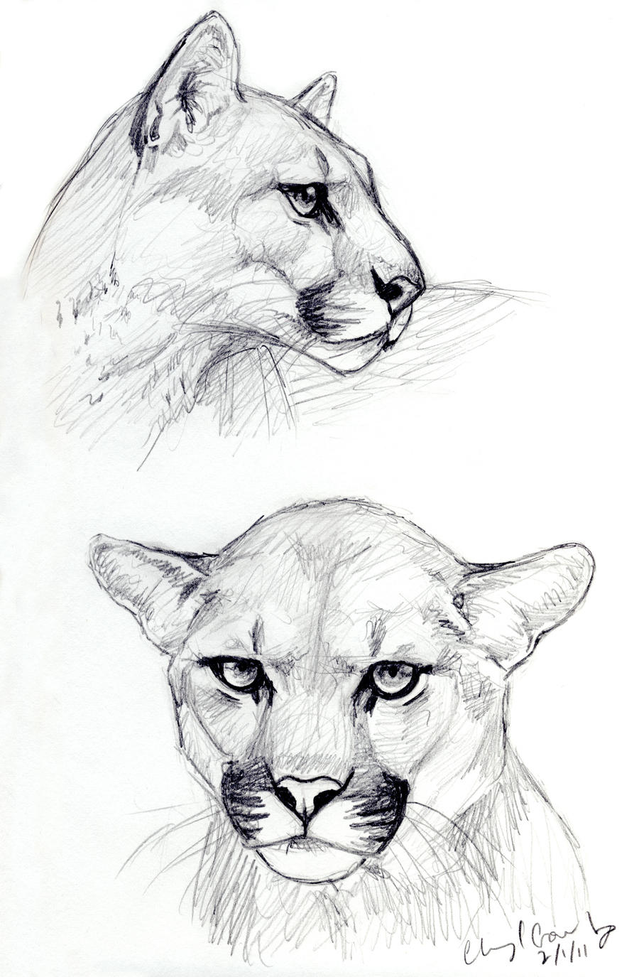 Cougar sketches by silvercrossfox on DeviantArt