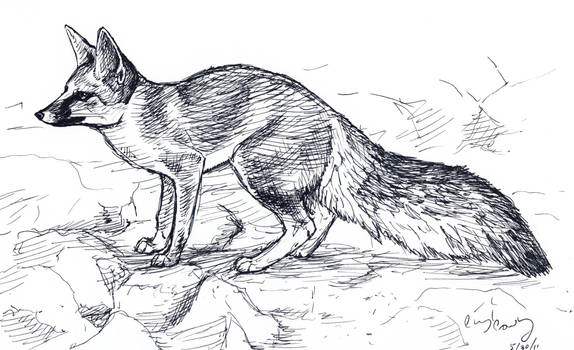 Blanford's Fox