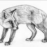 Sketch of a Fox