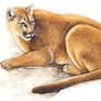 Cougar