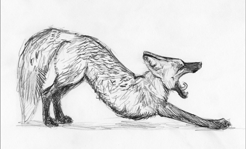 Cross Fox Stretching sketch