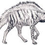 Stripped Hyena Sketch