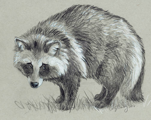 Tanuki Sketch