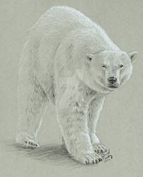 Polar Bear